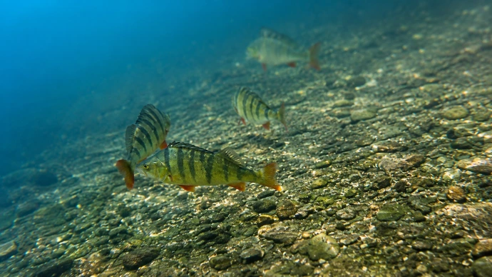 Onderwaterlandschap met begroeiing en marien leven