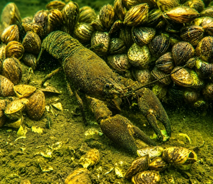 Onderwatervegetatie en biodiversiteit op een duiklocatie