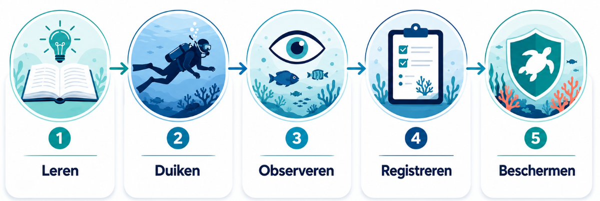 Infographic: leren, duiken, observeren, registreren en beschermen