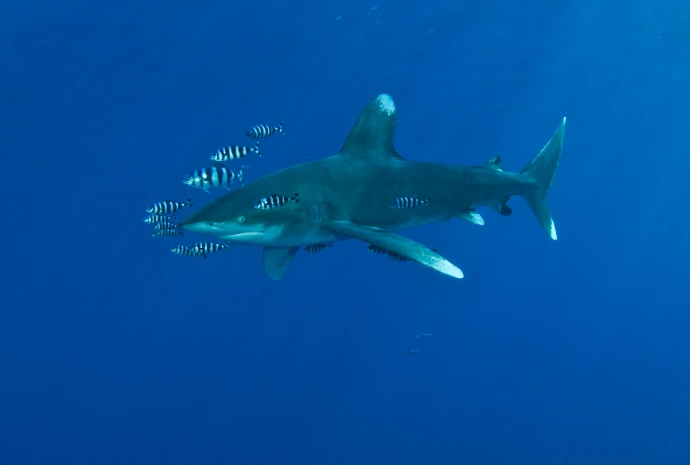 Haai zwemt in open water, waarnemingen voor de Global Shark &amp; Ray Census