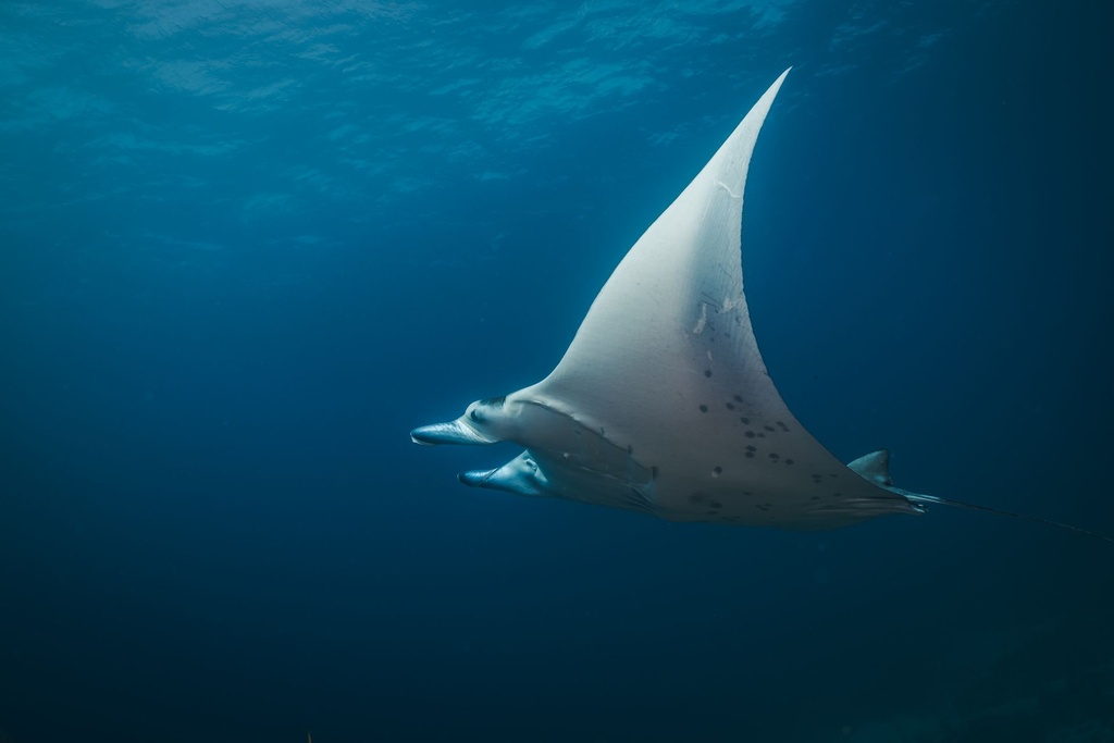 PADI AWARE Shark & Ray Conservation