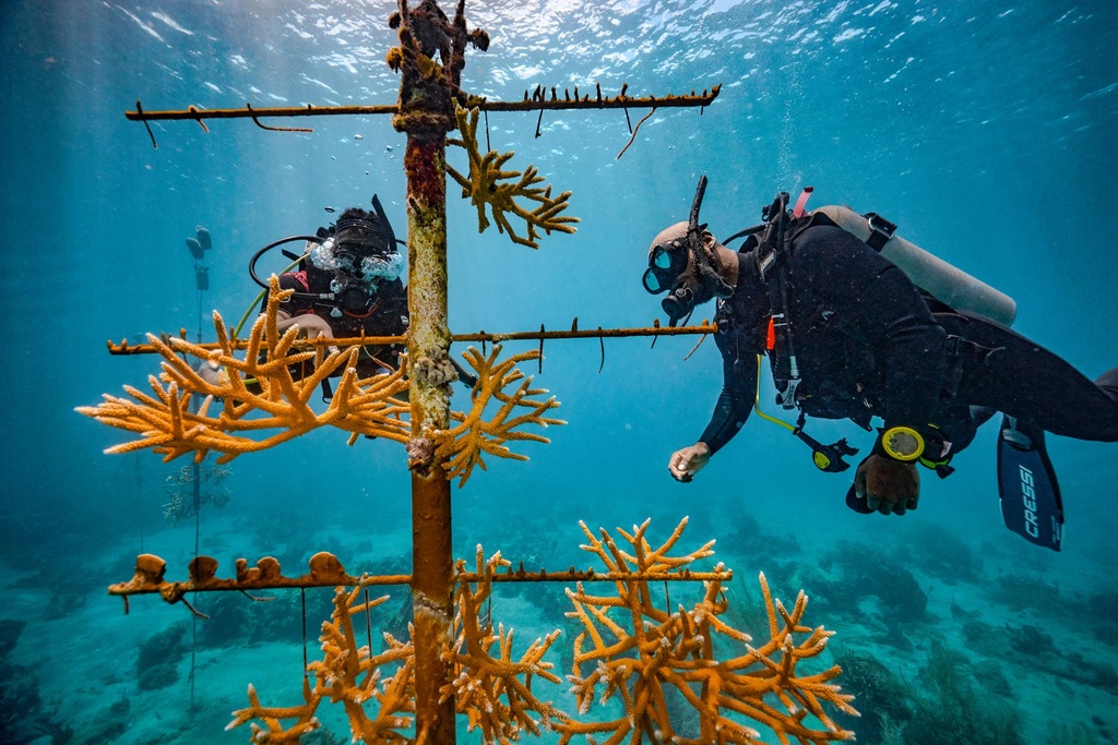 [DPG-SPCRC] PADI Coral Reef Conservation Specialty